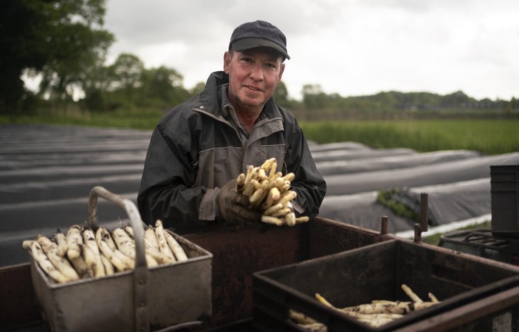 Statushouder aan het werk bij aspergeteler Slaghekke