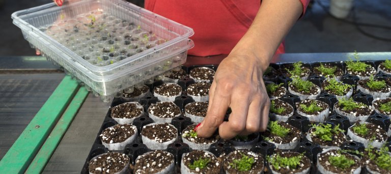 vrouw is aan het werk met plantjes