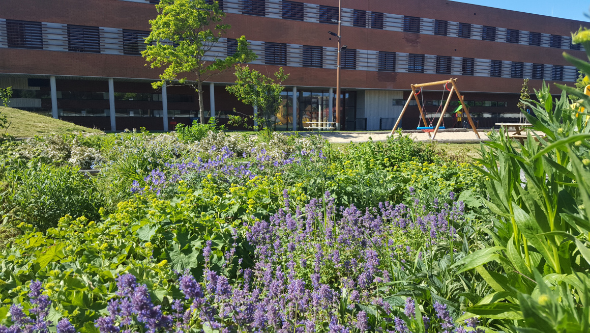 Doggerstuin, gebouw met daarvoor speeltoestel en tuin met lavendel