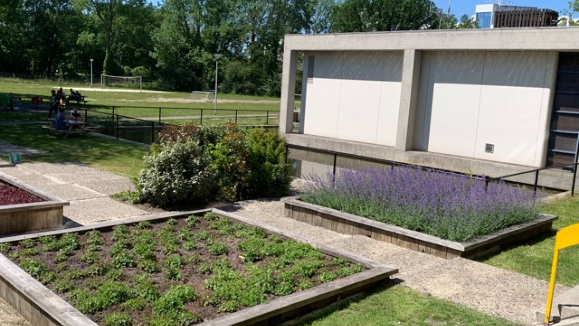 Buitenterrein met planten waaronder paarse lavendel in de bakken