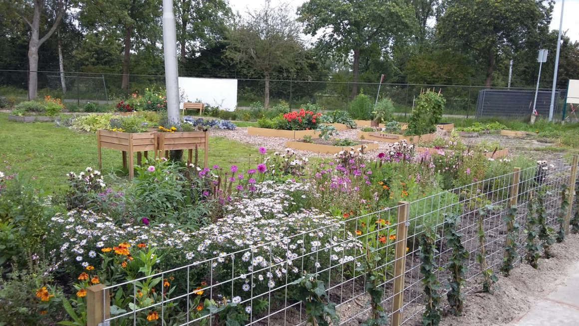 Bloementuin en adoptietuintjes met achter de afrastering witte, oranje en paarse bloemen, daarachter gras met daarop twee plantenbakken met gele bloemen daarachter nog meer struiken en bloemen