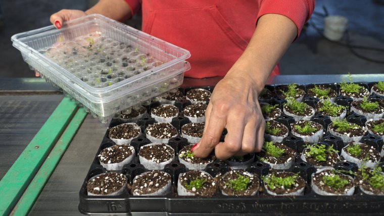 vrouw is aan het werk met plantjes