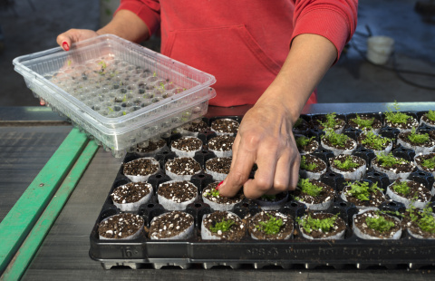 vrouw is aan het werk met plantjes