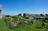 Bewoners van een azc werken in de moestuin